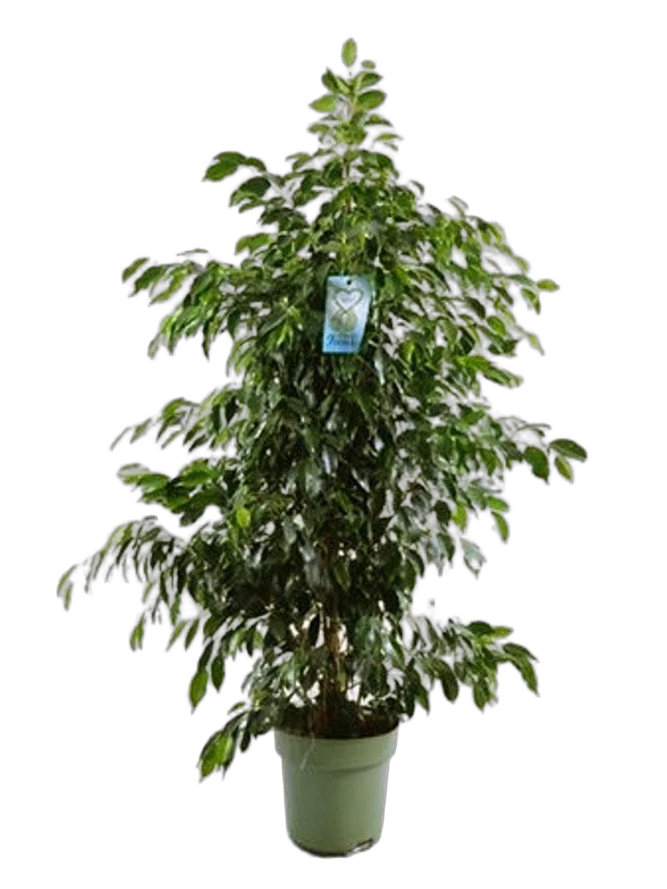 Фикус Бенджамина Даниэль - Ficus Benjamina Danielle D34 H170
