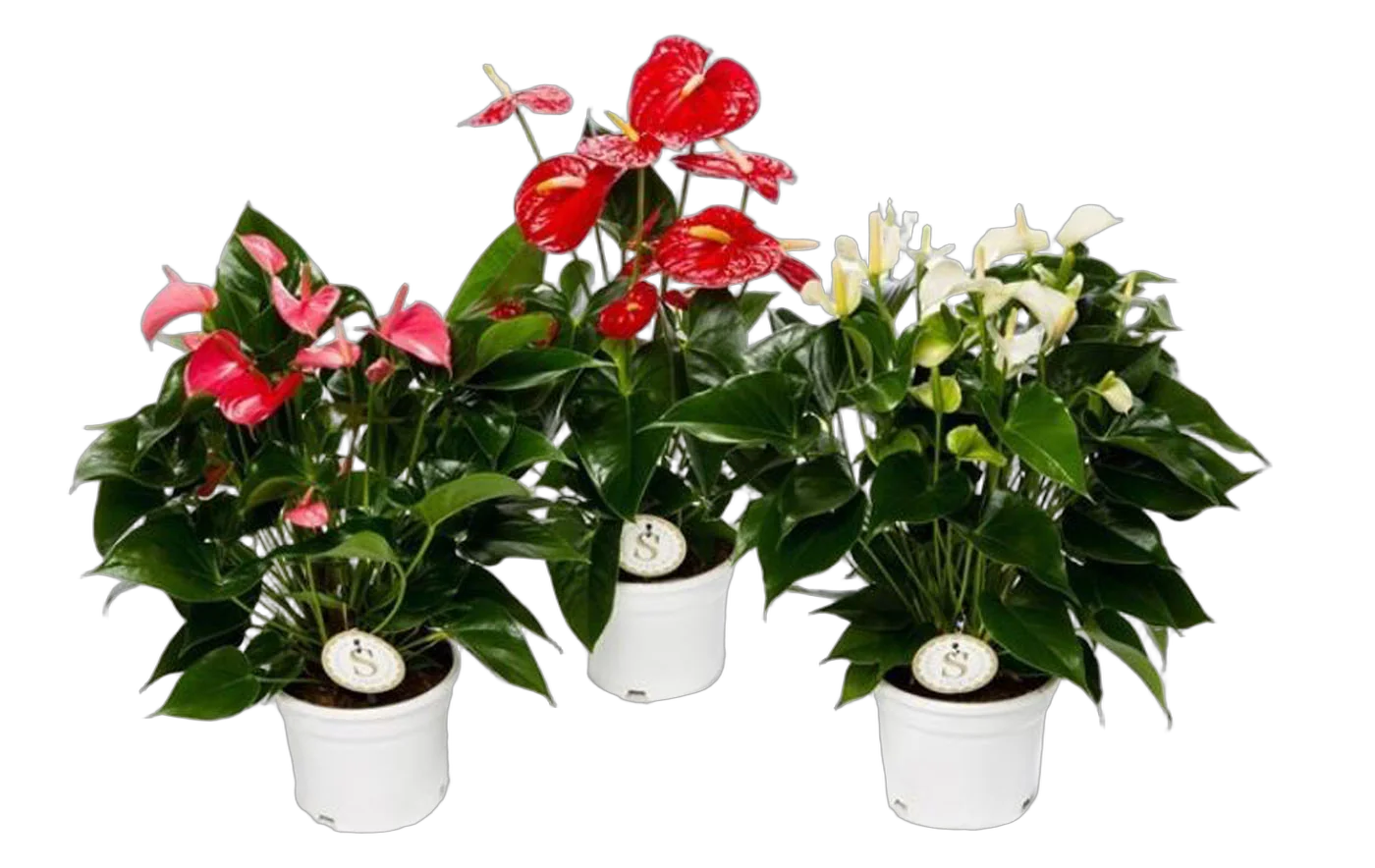 Антуриум Андреанум mix D15 H55