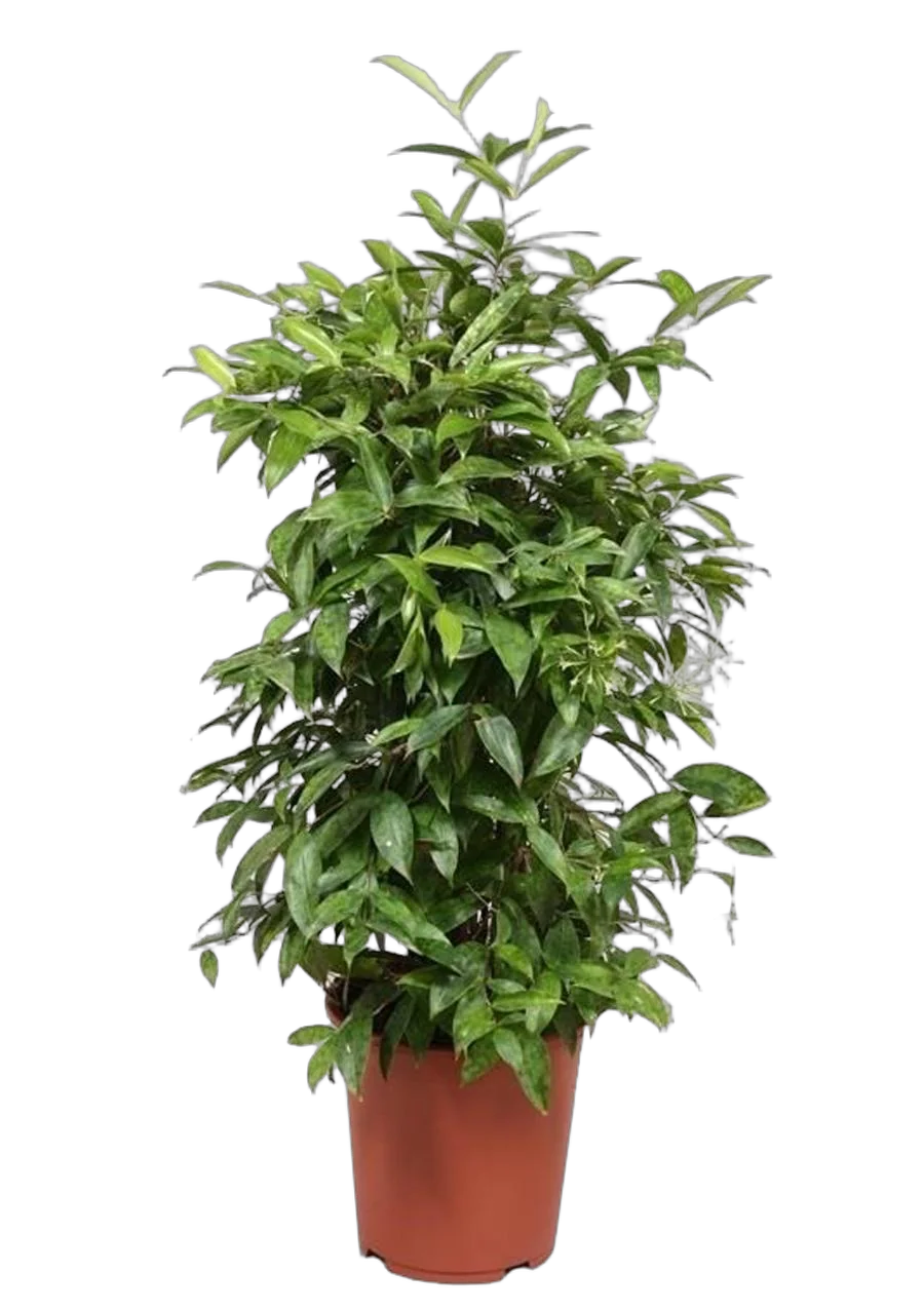 Драцена Годзеффа (Суркулоза) - Dracaena surculosa D24 D130