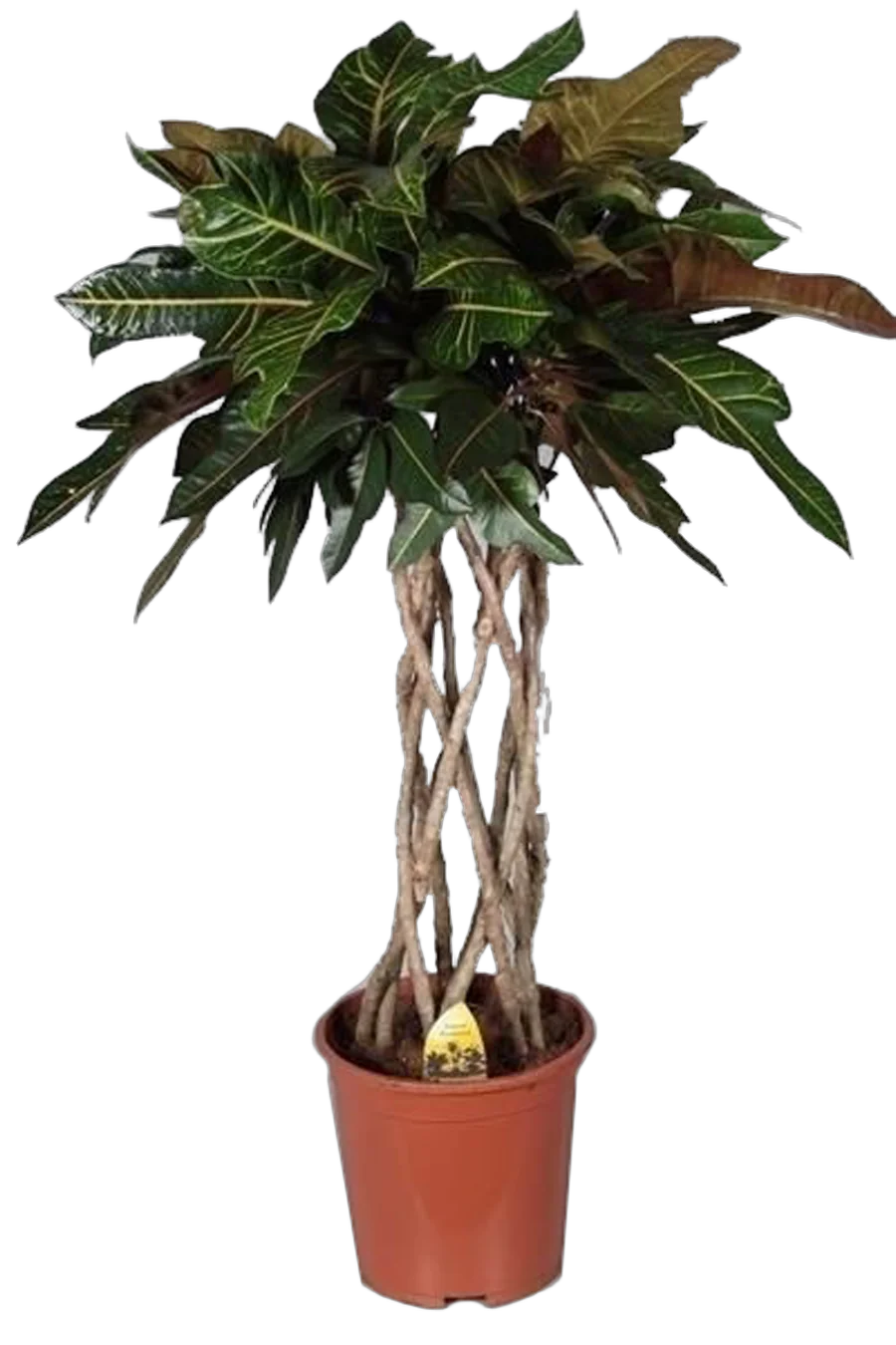 Кодиеум пестролистный Экселент - Codiaeum variegatum 'Excellent' D27 H140