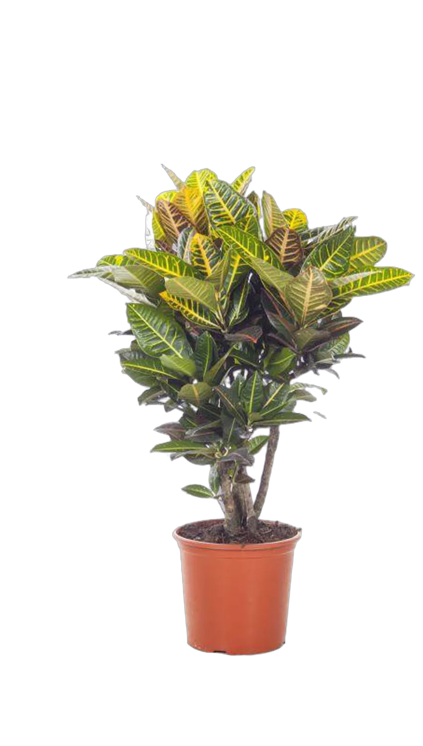 Кодиеум Петра D20 H110