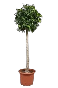 Фикус Бенджамина Экзотика штамб - Ficus benjamina Exotica D27 H150