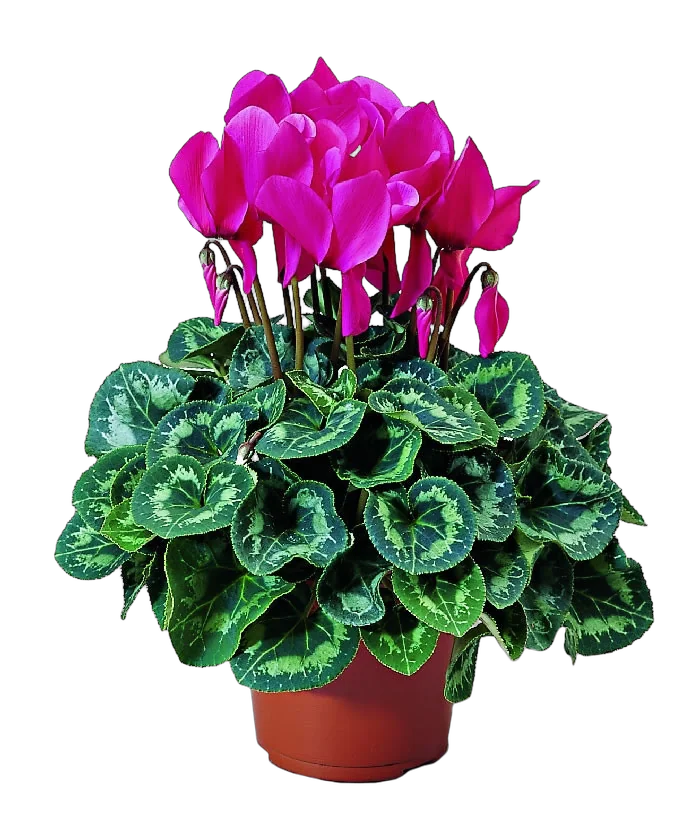 Цикламен Фантазия пурпурный - Cyclamen KL Tianis Fantasia Purple D14 H45