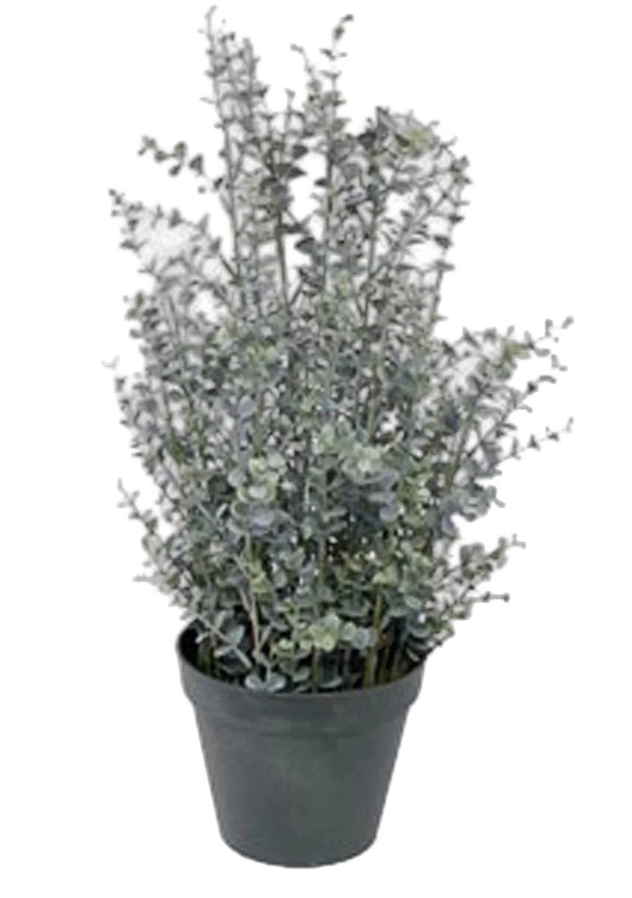Эвкалипт Гунни Буш (Eucalyptus gunnii Bush) D24 H70