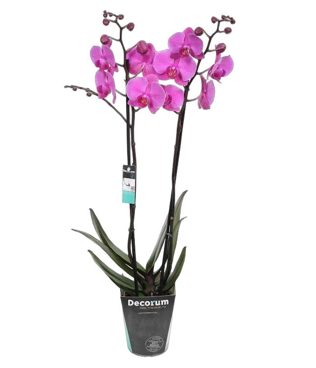 Фаленопсис Cardinal 2 цветоноса - Phalaenopsis D12 H50