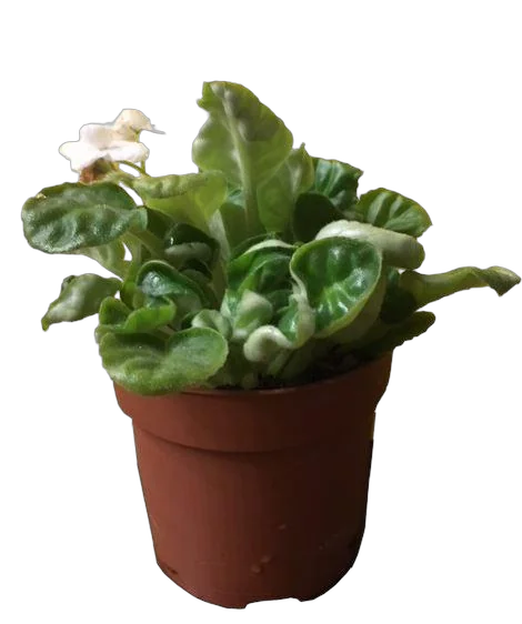 Фиалка белая - Saintpaulia White  H20