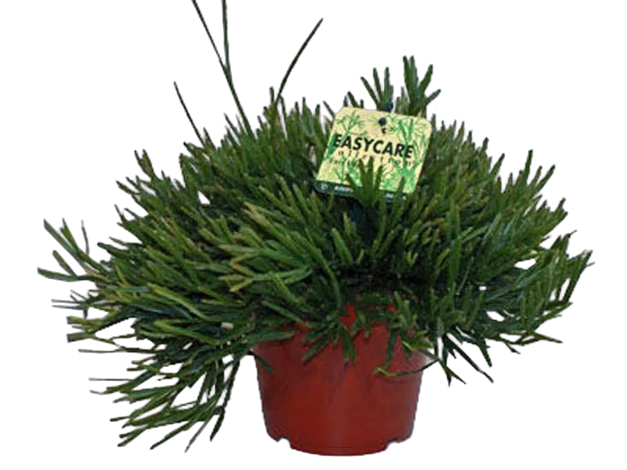 Рипсалис - Rhipsalis ewaldiana D10 H12