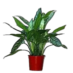 Аглаонема Сильвер Квин (Серебряная королева) Aglaonema Silver Queen D12 H40
