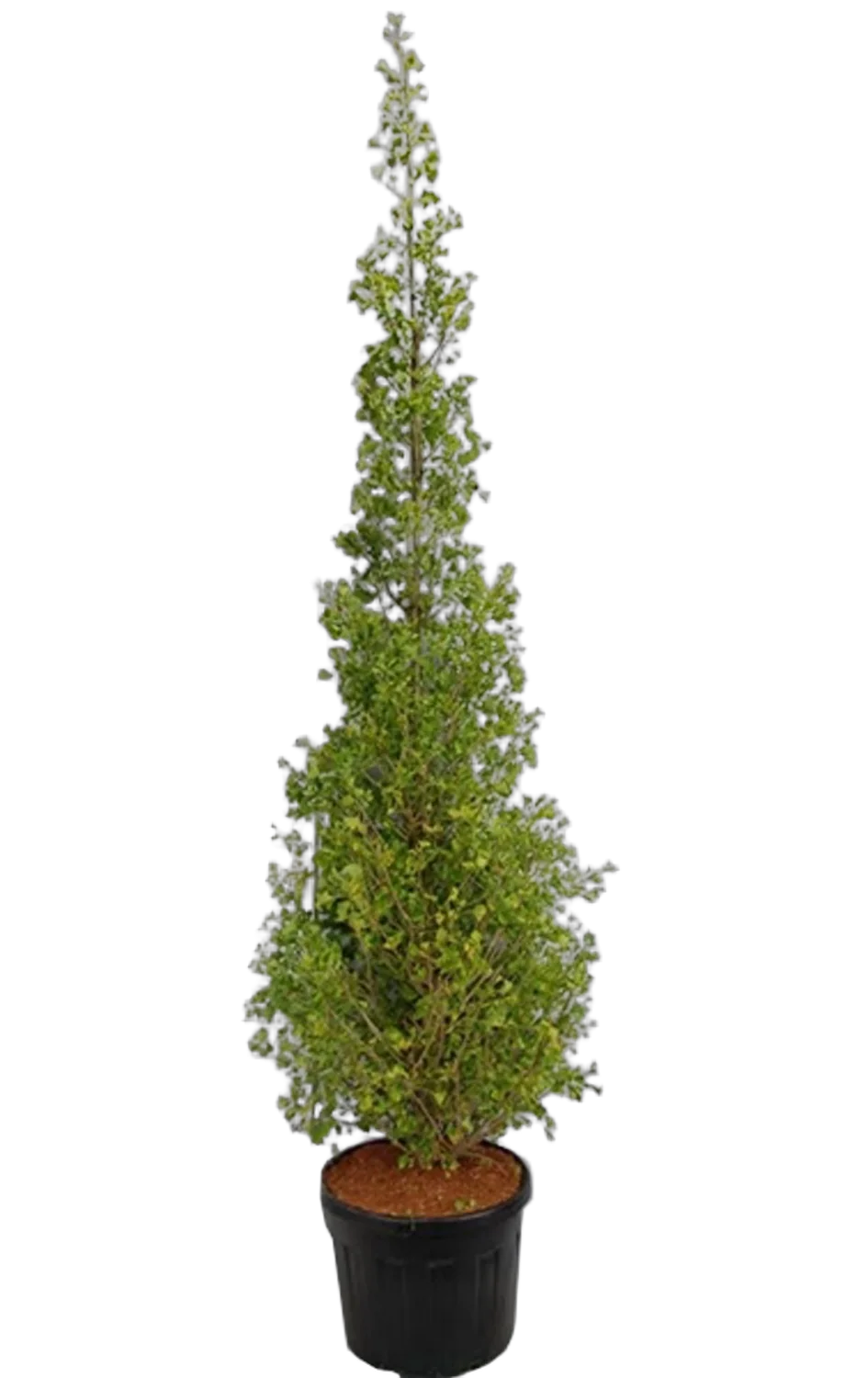 Гингко билоба - Ginkgo Bil Fastigiata Blagon D65 H250