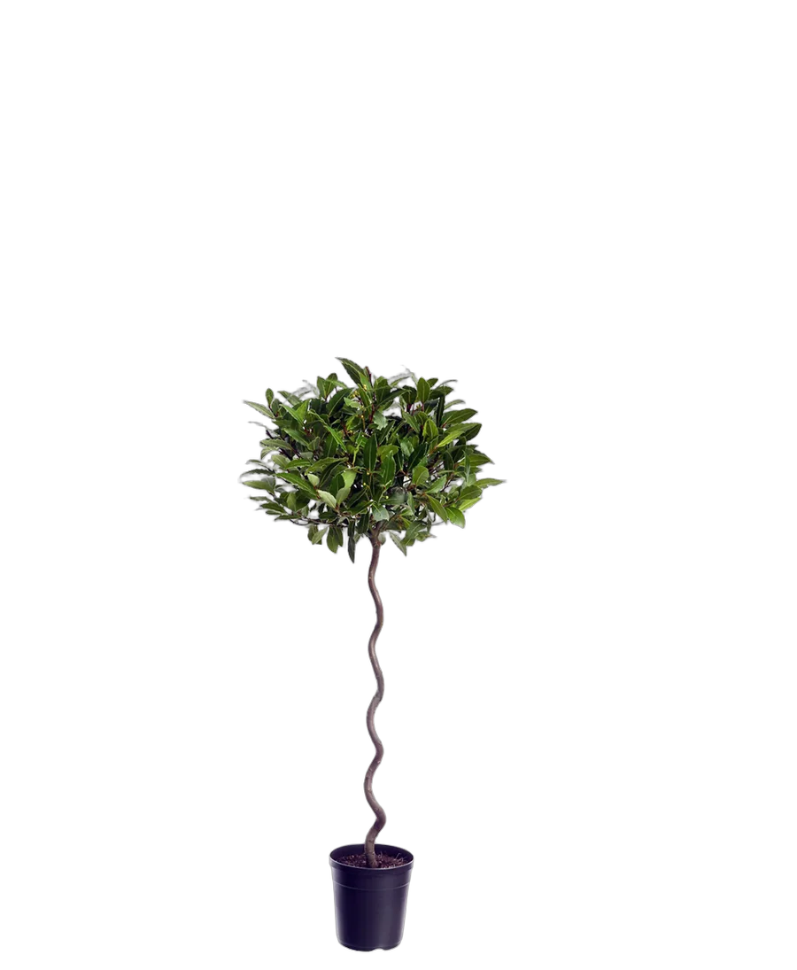 Лавр благородный спираль - Lurus nbilis D25 H120