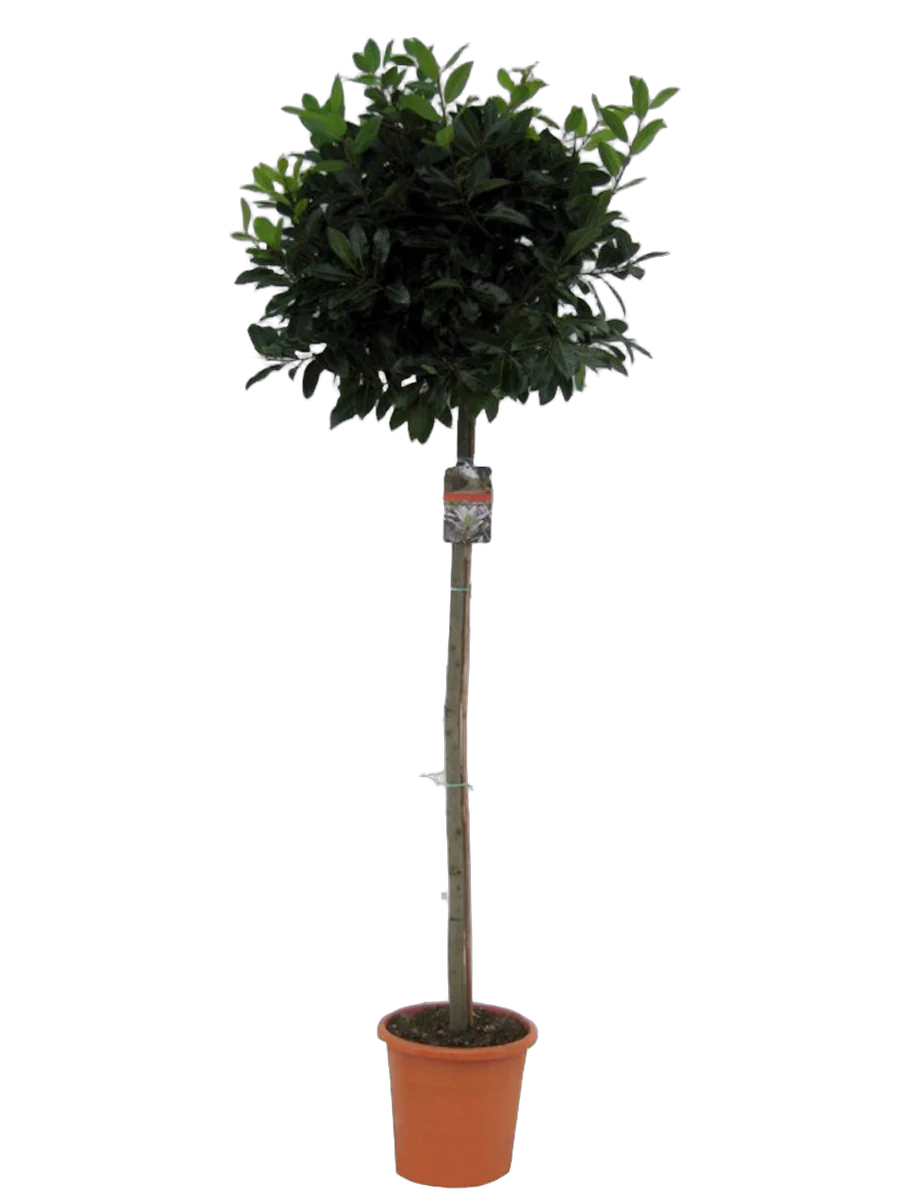 Лавр благородный штамб - Lurus nbilis D35 H210