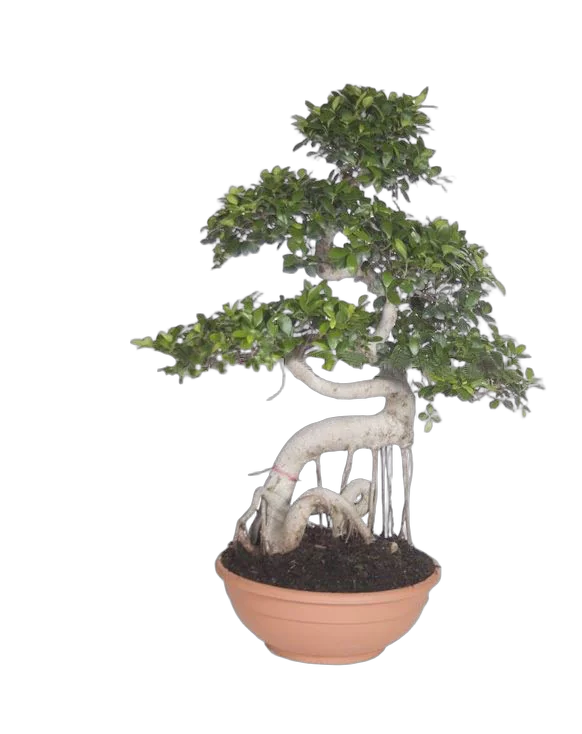 Бонсай Фикус Микрокарпа изогнутый ствол - Bonsai Ficus microcarpa D45 H120