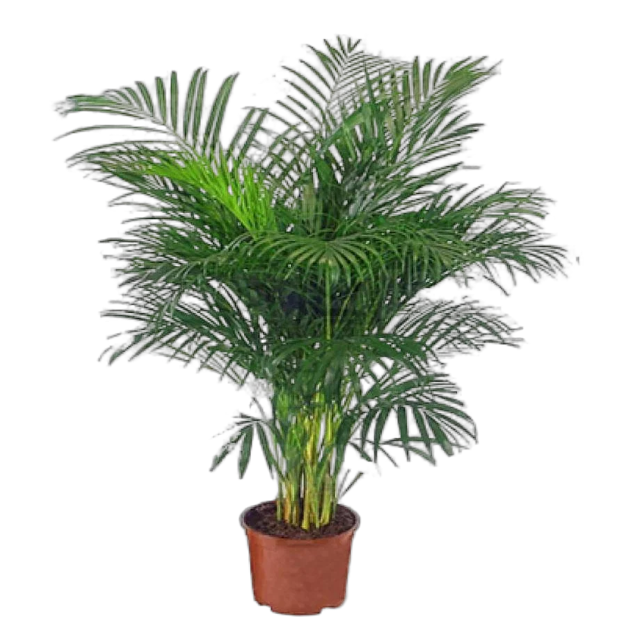 Пальма Арека D34 H180