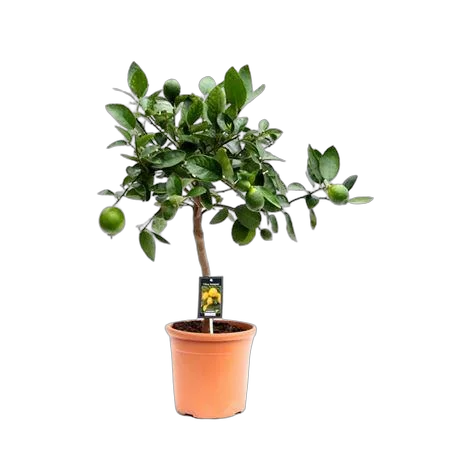 Цитрус лайм - Citrus aurantiifolia D25 H80