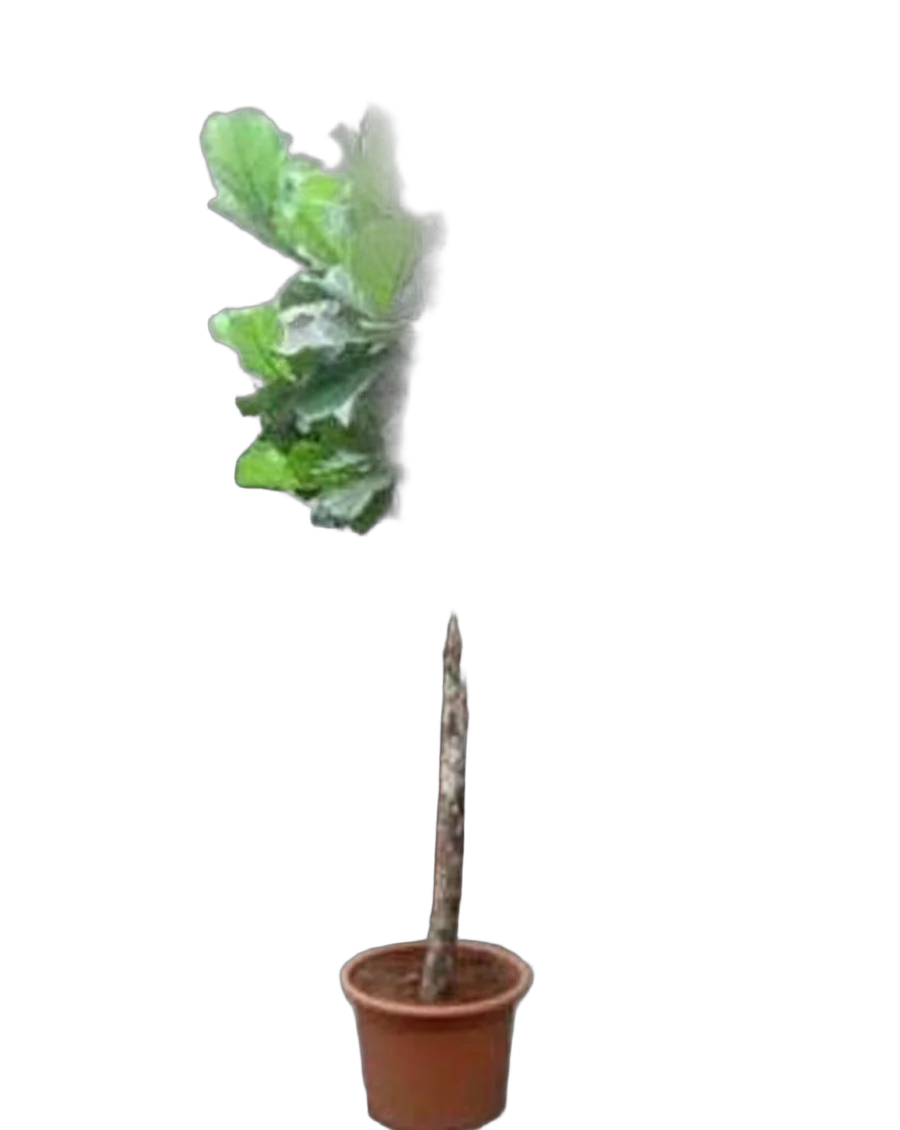 Фикус Лировидный (Лирата) - Ficus lyrata D40 H160