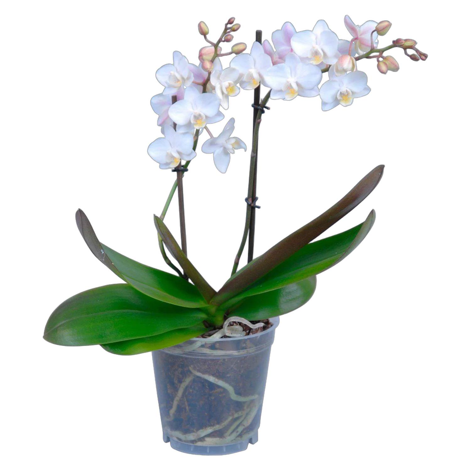 Фаленопсис мини 1 цветонос - Phalaenopsis  multiflora  D9 H15