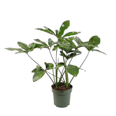 Филодендрон Грин Вондер - Philodendron Green Wonder D21 H80