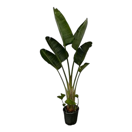 Стрелиция Августа - Strelitzia Augusta D28 H210