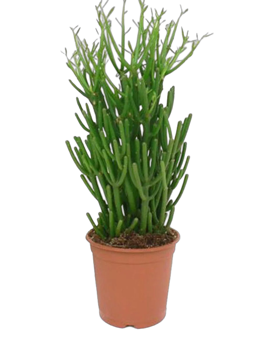 Молочай тирукалли - Euphorbia tirucalli D21 H50