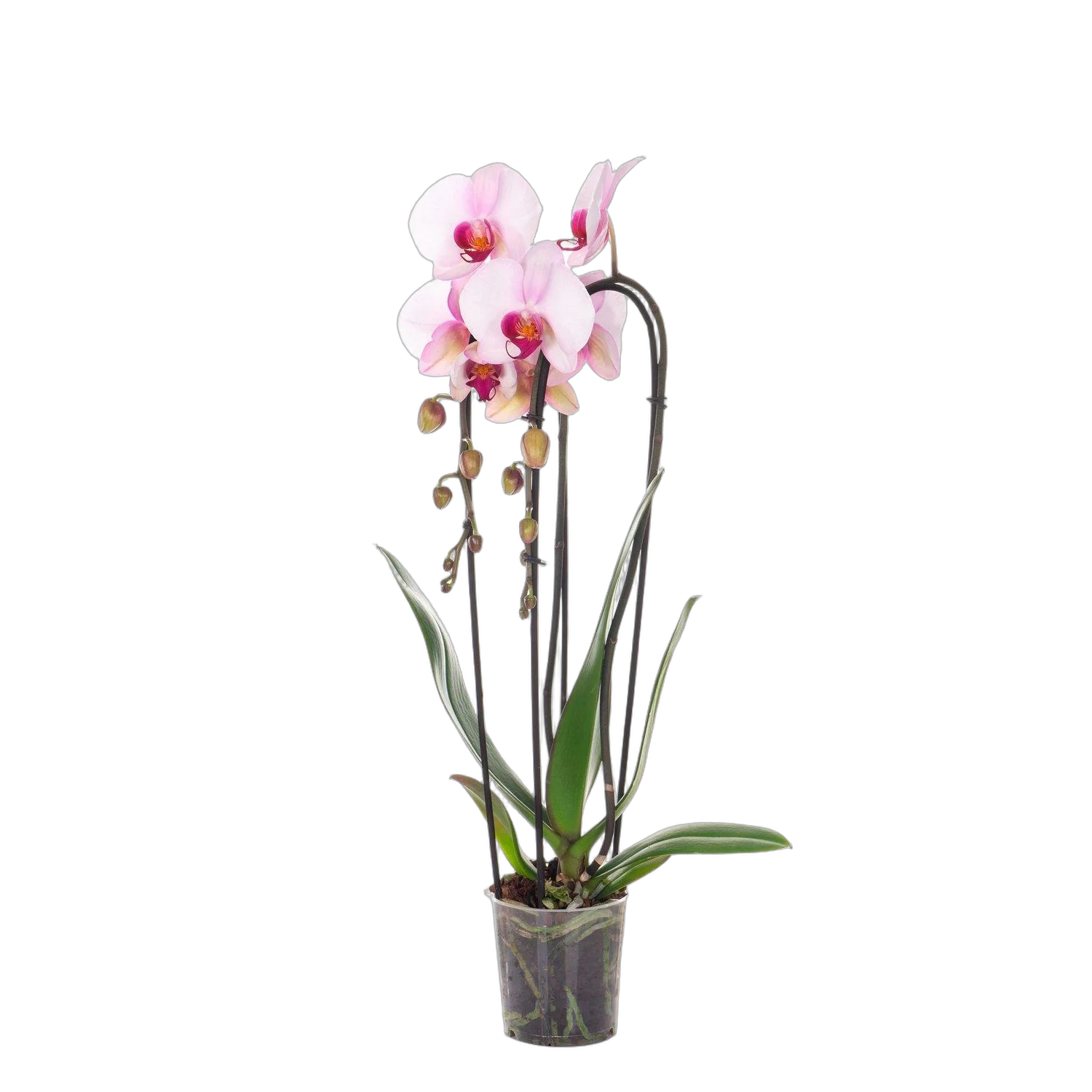Каскадный фаленопсис - Phalaenopsis Cascade Аlice Girl D12 H70