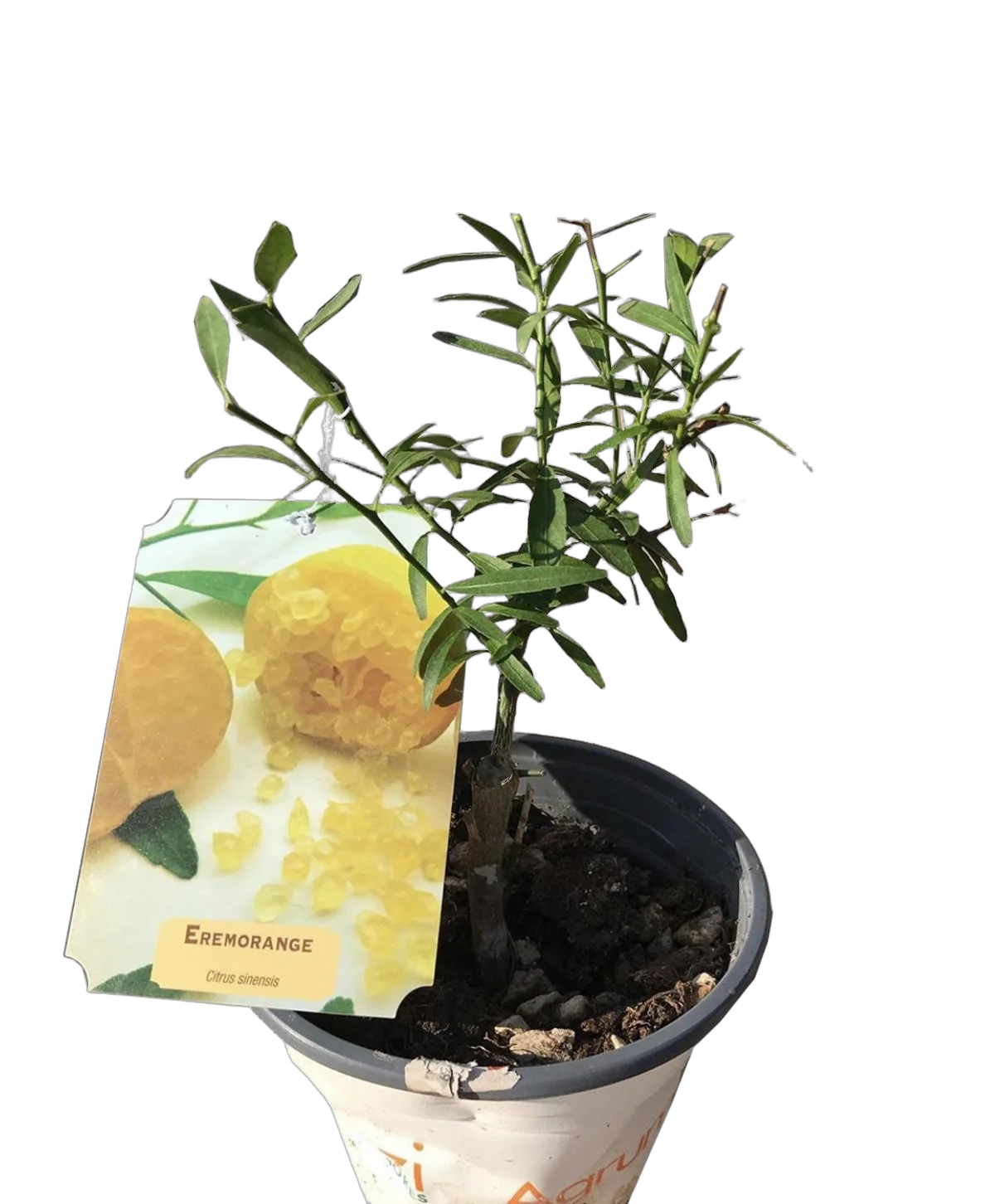 Цитрус ЭРЕМООРАНЖ - Сitrus Sinensis Eremorange D15 H50