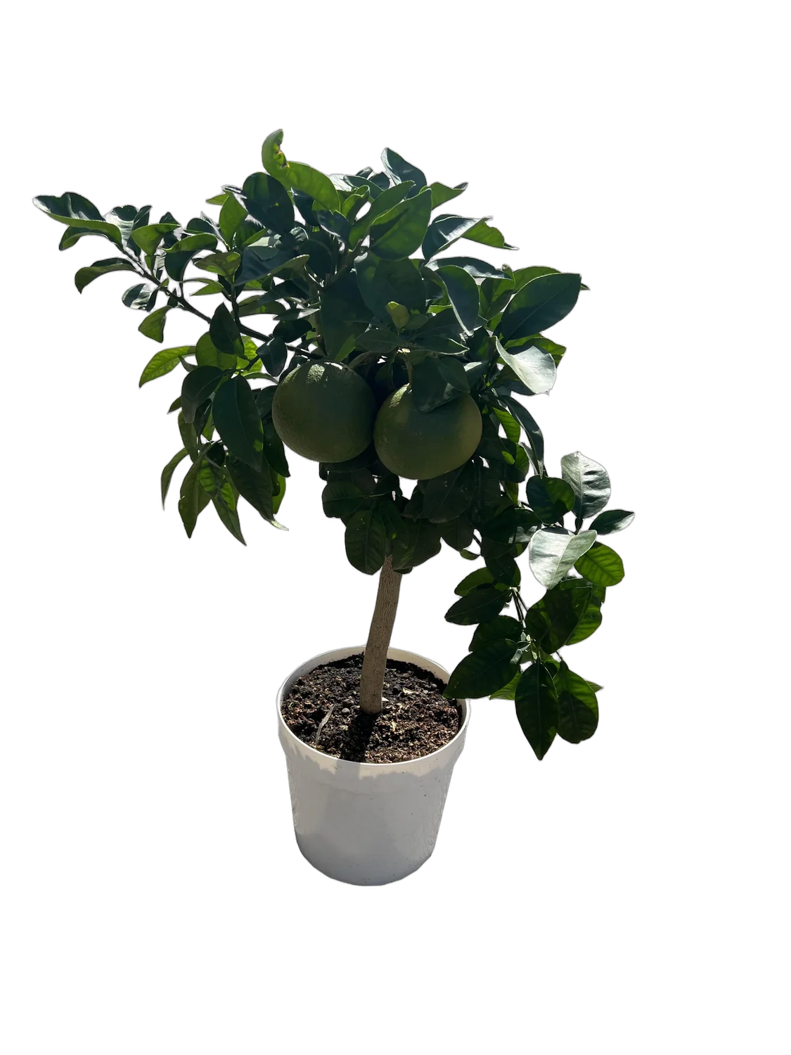 Грейпфрут Дункан - Citrus paradisi Duncan D21 H70