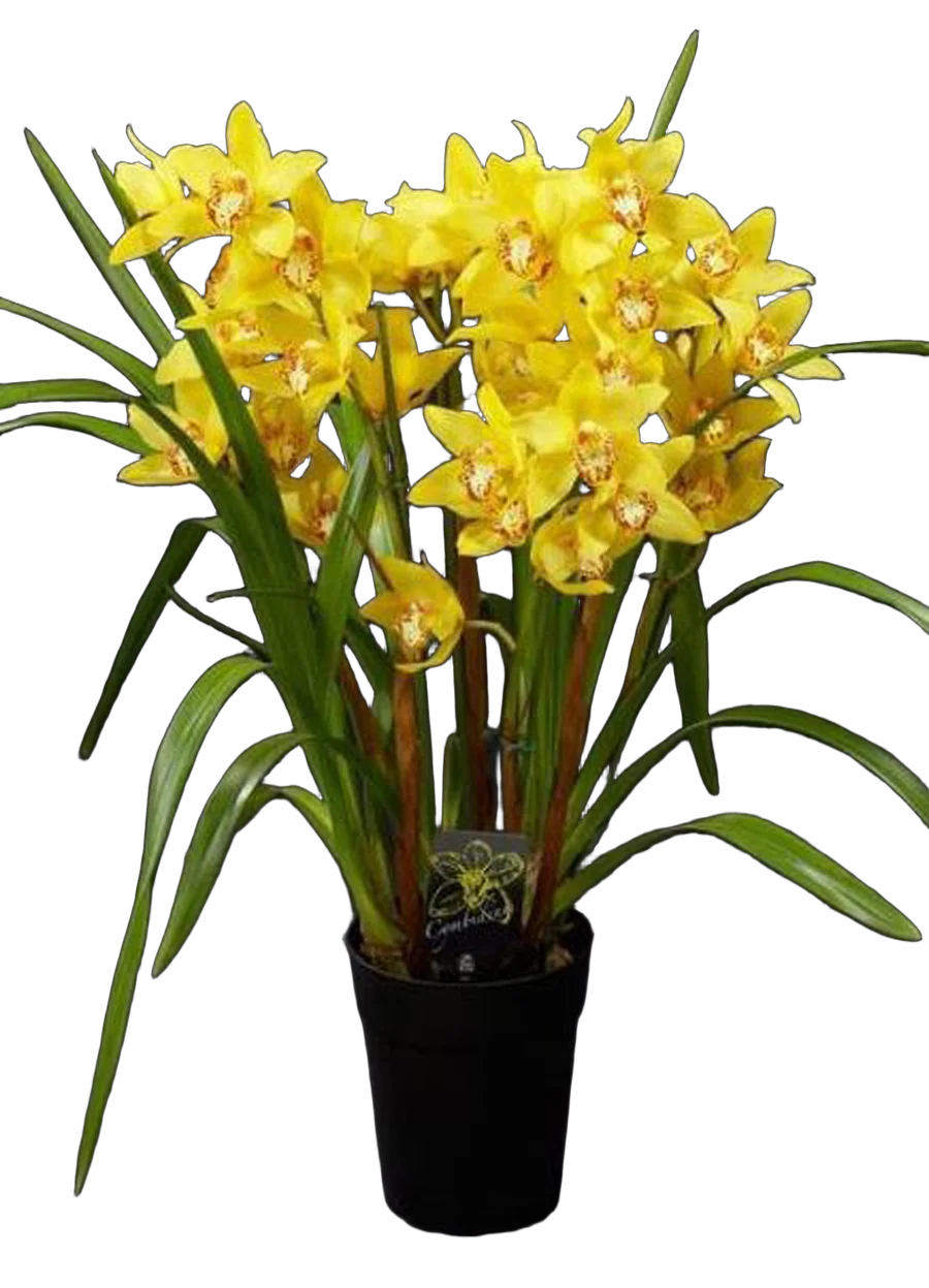 Цимбидиум Everglades Gold - Cymbidium D18 H90