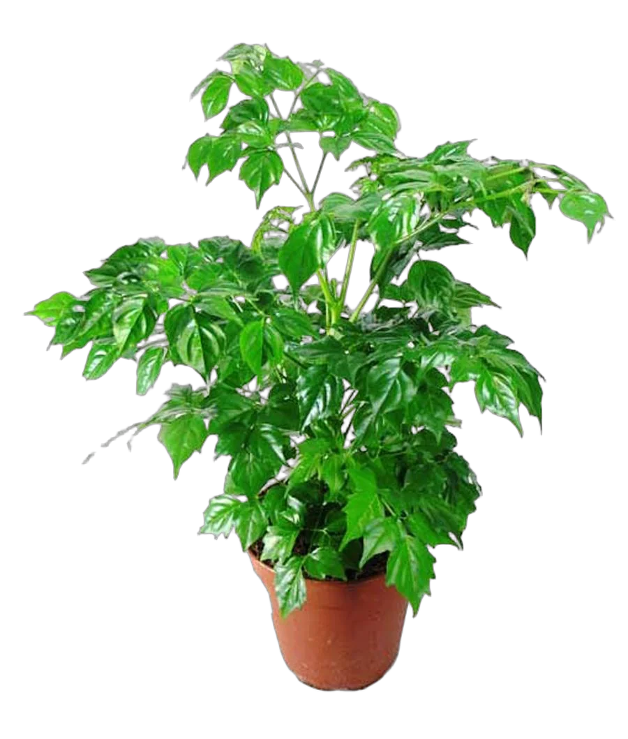 Радермахера китайская - Radermachera sinica D10 H22