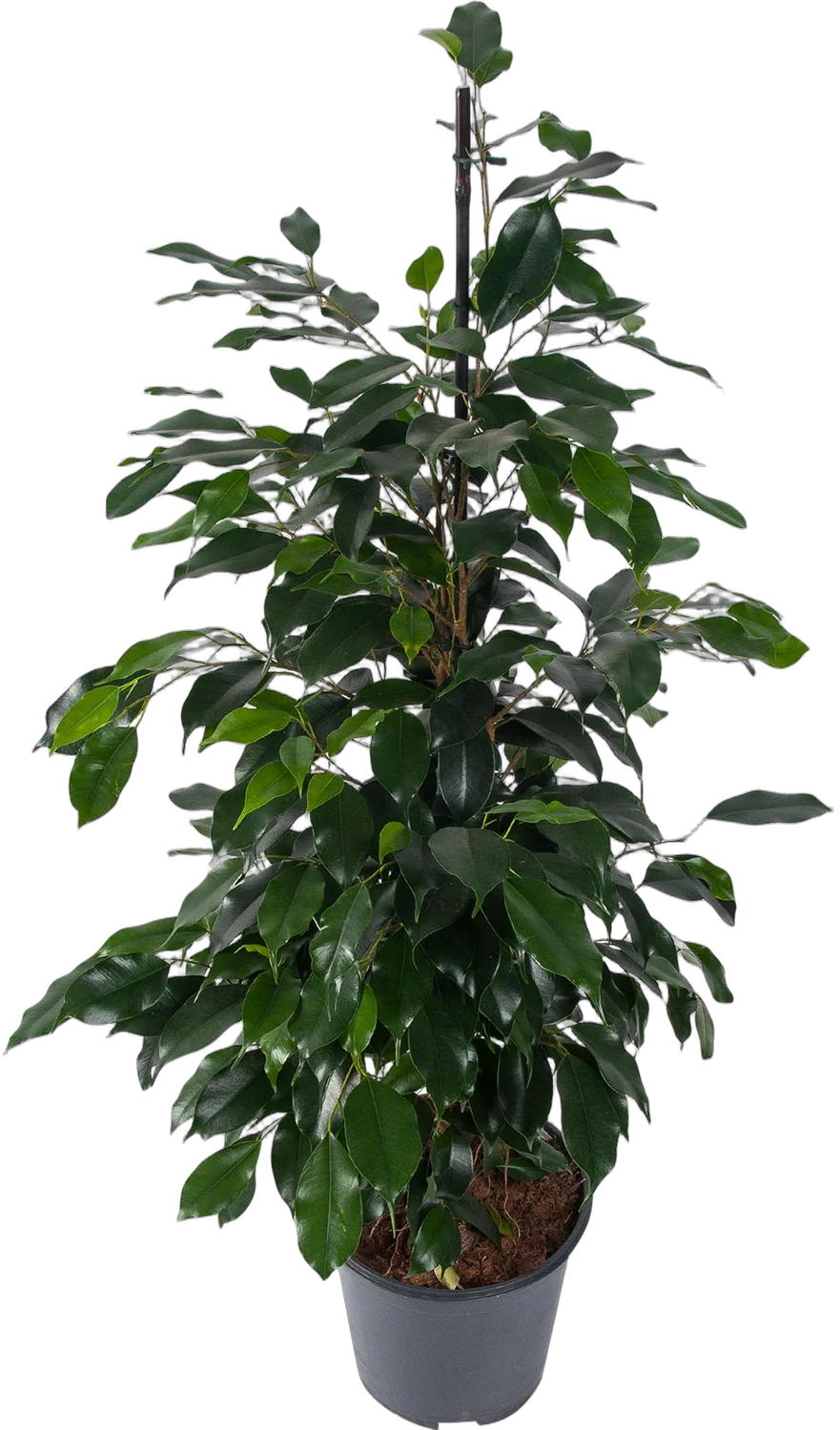 Фикус Бенджамина Даниэль - Ficus benjamina Danielle D15 H60