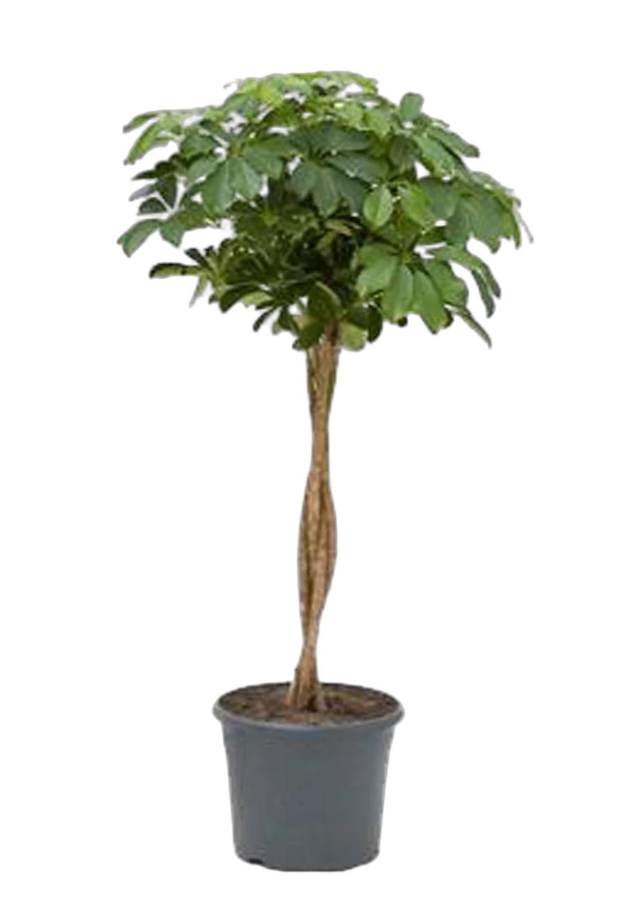 Шеффлера арборикола - Schef arboricola Luseana braided D25 H110