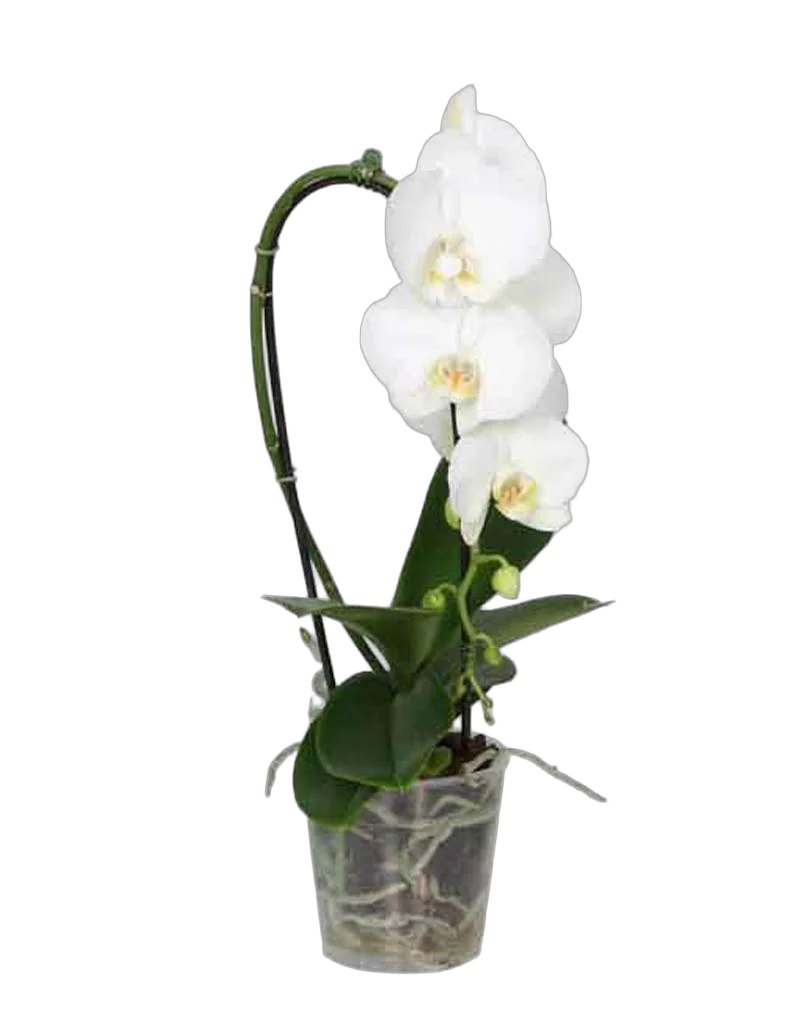 Каскадный фаленопсис - Phalaenopsis Cascade Lemon Pie D12 H40
