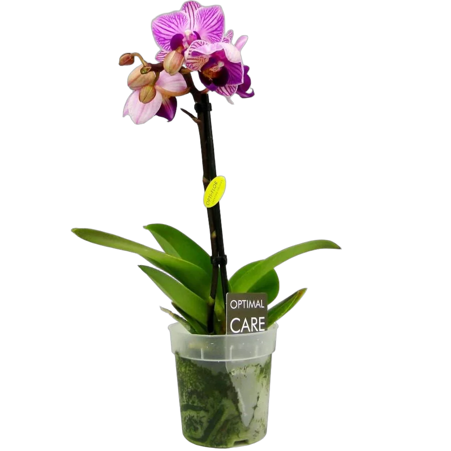 Фаленопсис мини 1 цветонос - Phalaenopsis Pylo’s Novelty D9 H15