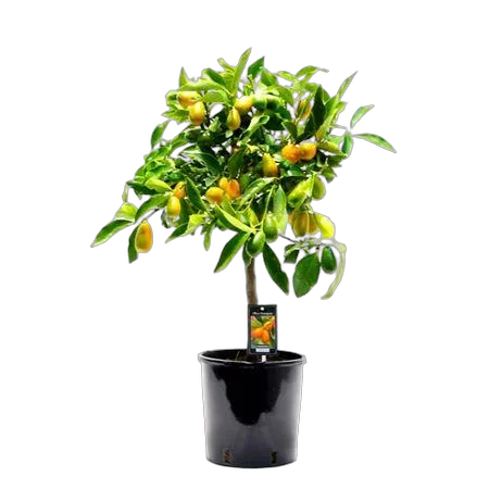 Кумкват - Kumquat D22 H85