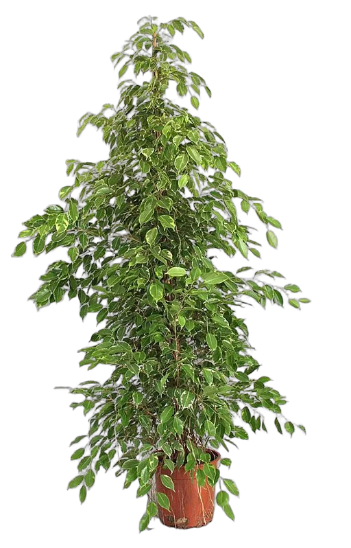 Бенджамина Голден Кинг - Ficus benjamina D40 H190