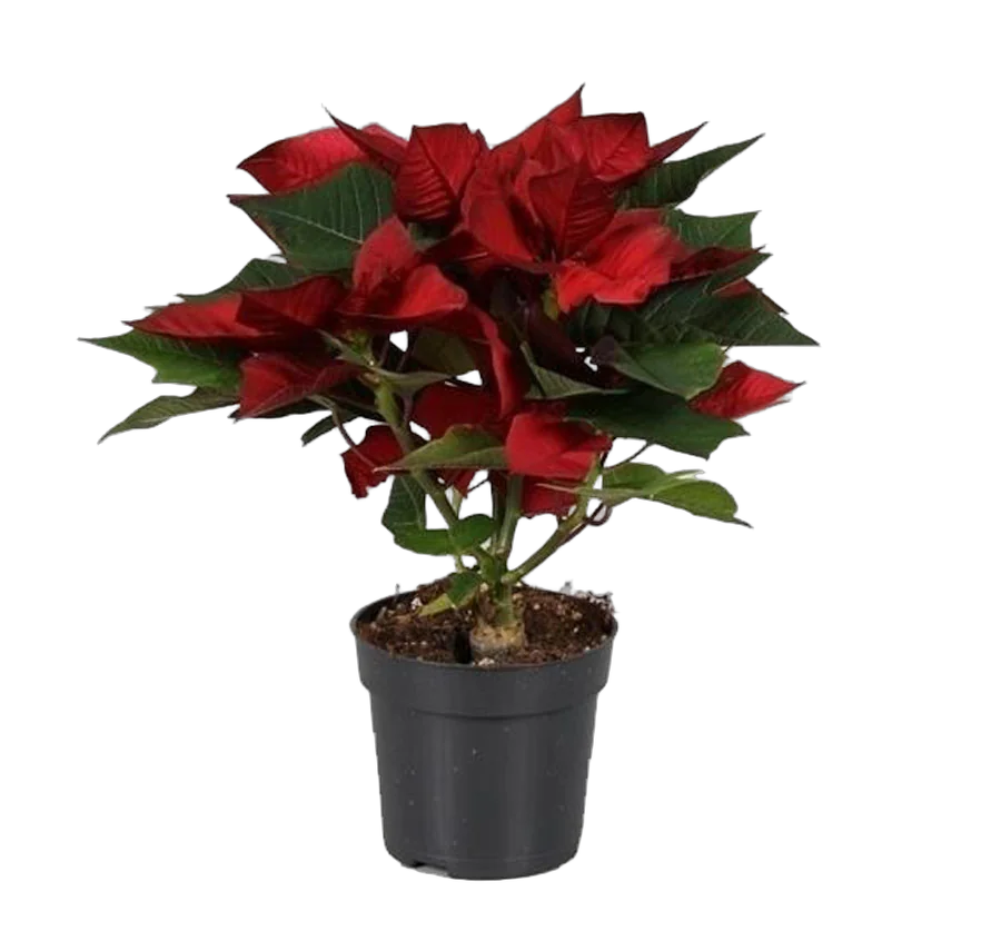 Пуансеттия (молочай красивейший) - Euphorbia pulcherrima D15 H40