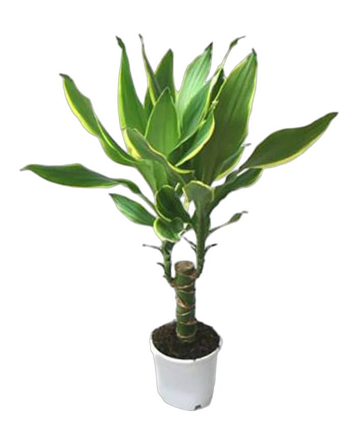Драцена Фрагранс Голден Кост - Dracaena Fragrans Golden Coast D20 H80