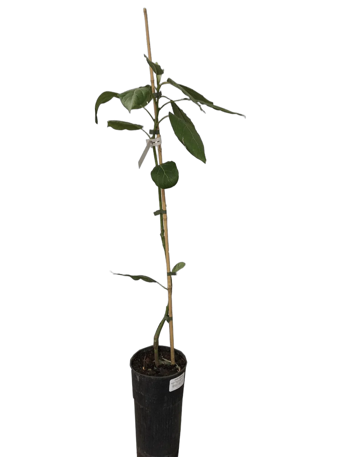 Авокадо, или Персея американская - Persea americana D17 H60