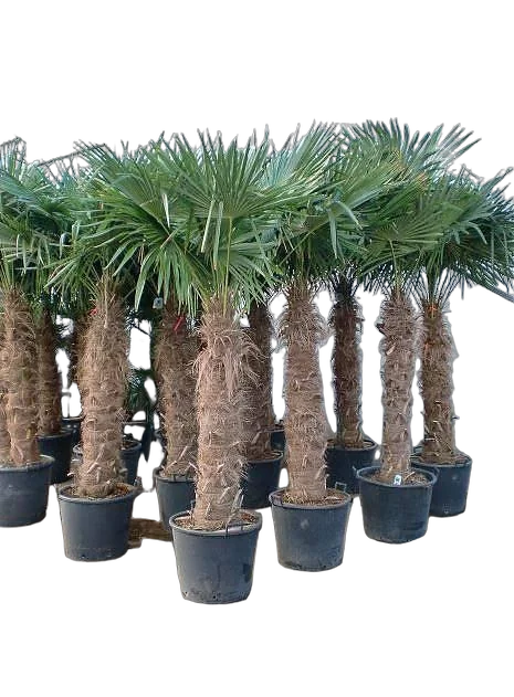 Пальма Трахикарпус - Trachycarpus D58 H250