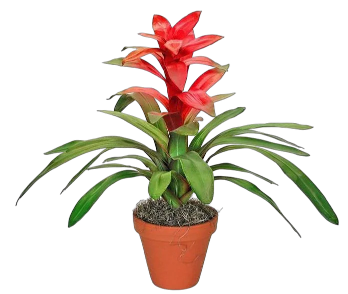 Гусмания красная - Guzmania Libby D9 H40