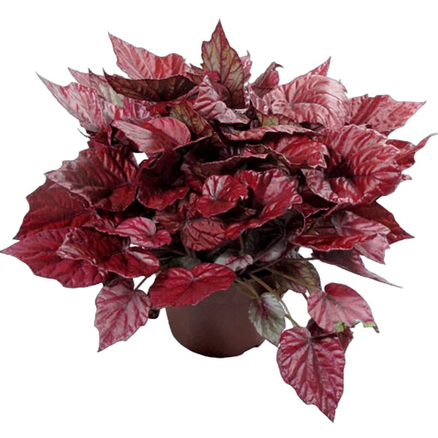 Бегония рекс (Begonia rex Pulz)  D14 H35