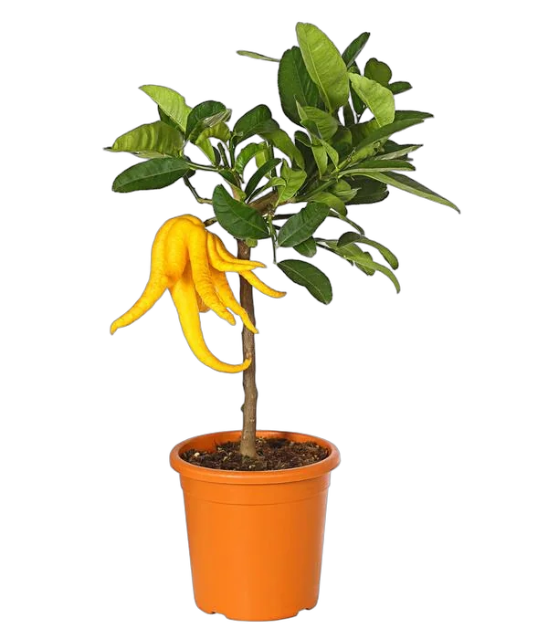 Рука Будды или Цитрон пальчатый - Citrus medica D20 H60