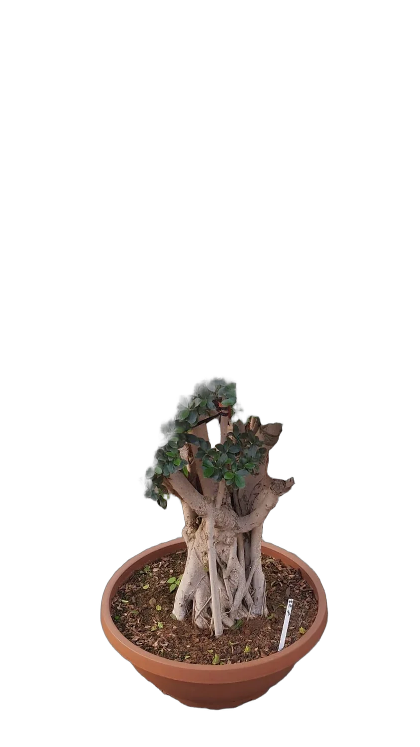 Бонсай Фикус Микрокарпа в керамическом кашпо - Bonsai Ficus microcarpa D82 H230