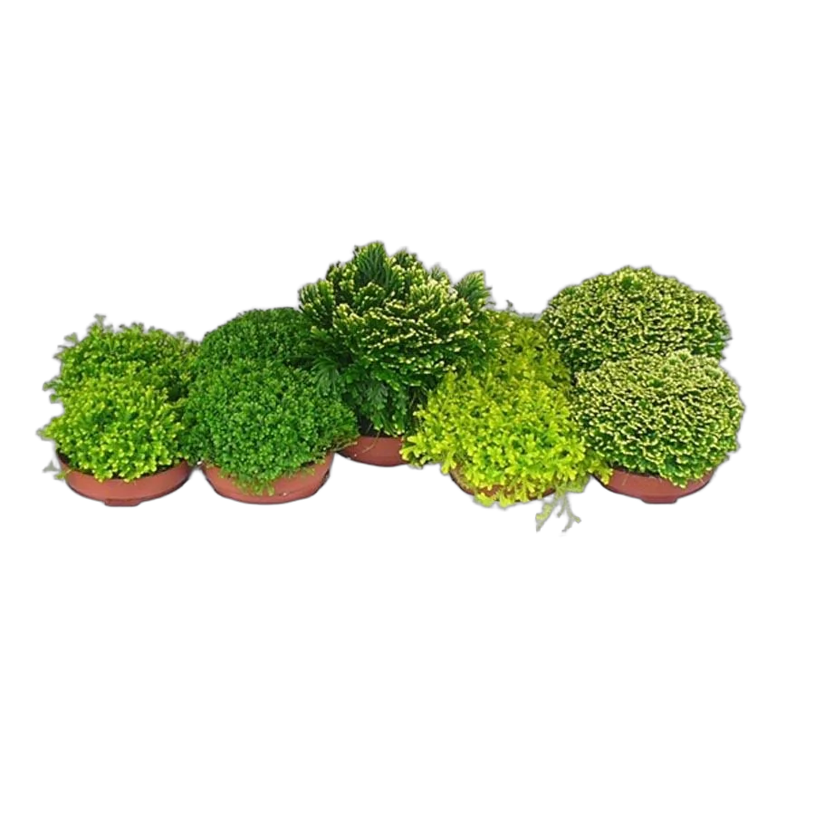 Селагинелла микс - Selaginella mix D12 H15