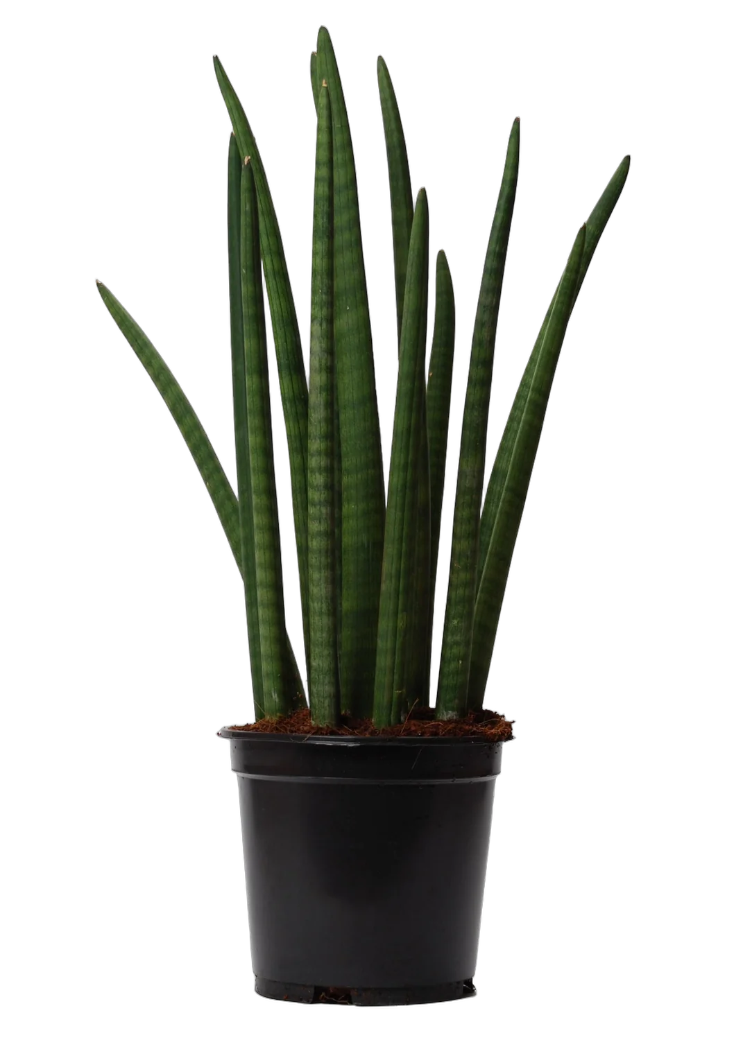 Сансивьерия Цилиндрика - Sansevieria cylindrica D19 H70