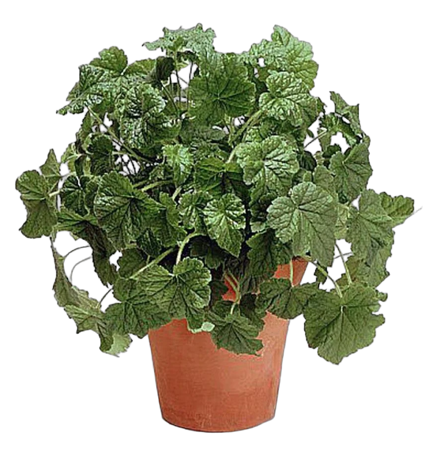 Толмия Мезиса - Tolmiea menziesii D12 H20