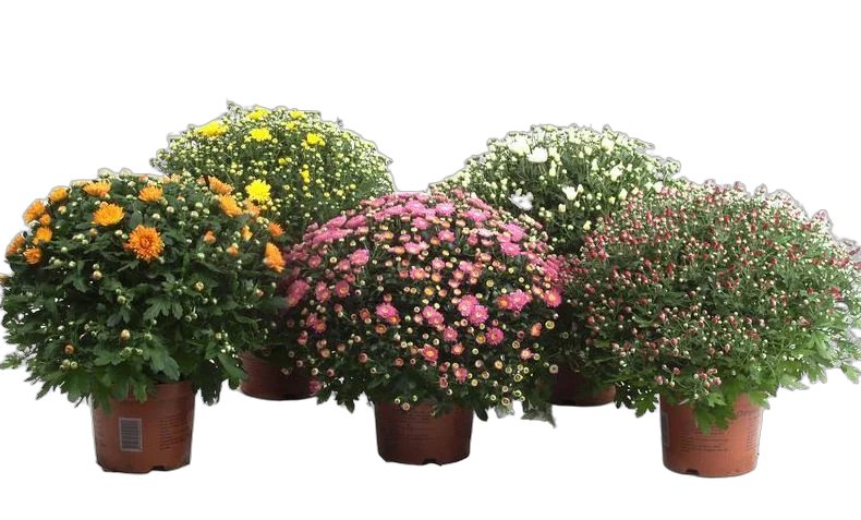 Хризантема Шар - Chrysanthemum Bg trolley D20 H35