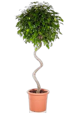 Фикус Бенджамин Экзотика Спираль - Ficus benjamina Exotica D45 H170