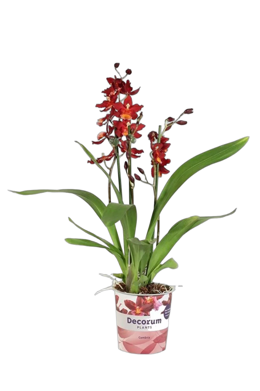 Камбрия Руби Ред 3 цветоноса - Cambria Red Ruby D12 H50