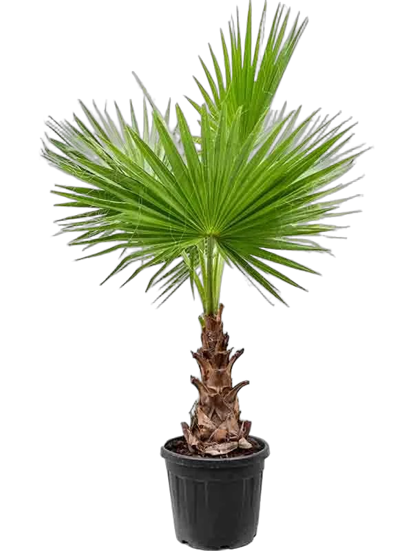 Пальма Вашингтония робуста (мощная) D27 H160