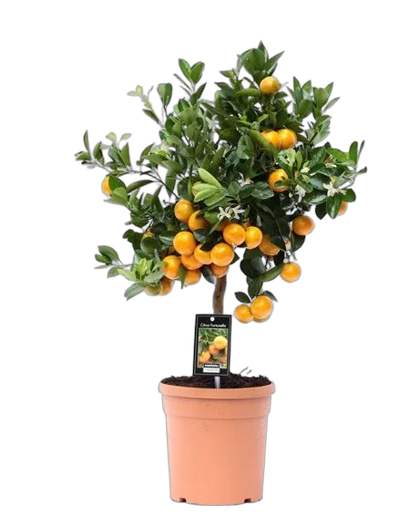 Каламондин - Citrofortunella D19 H60